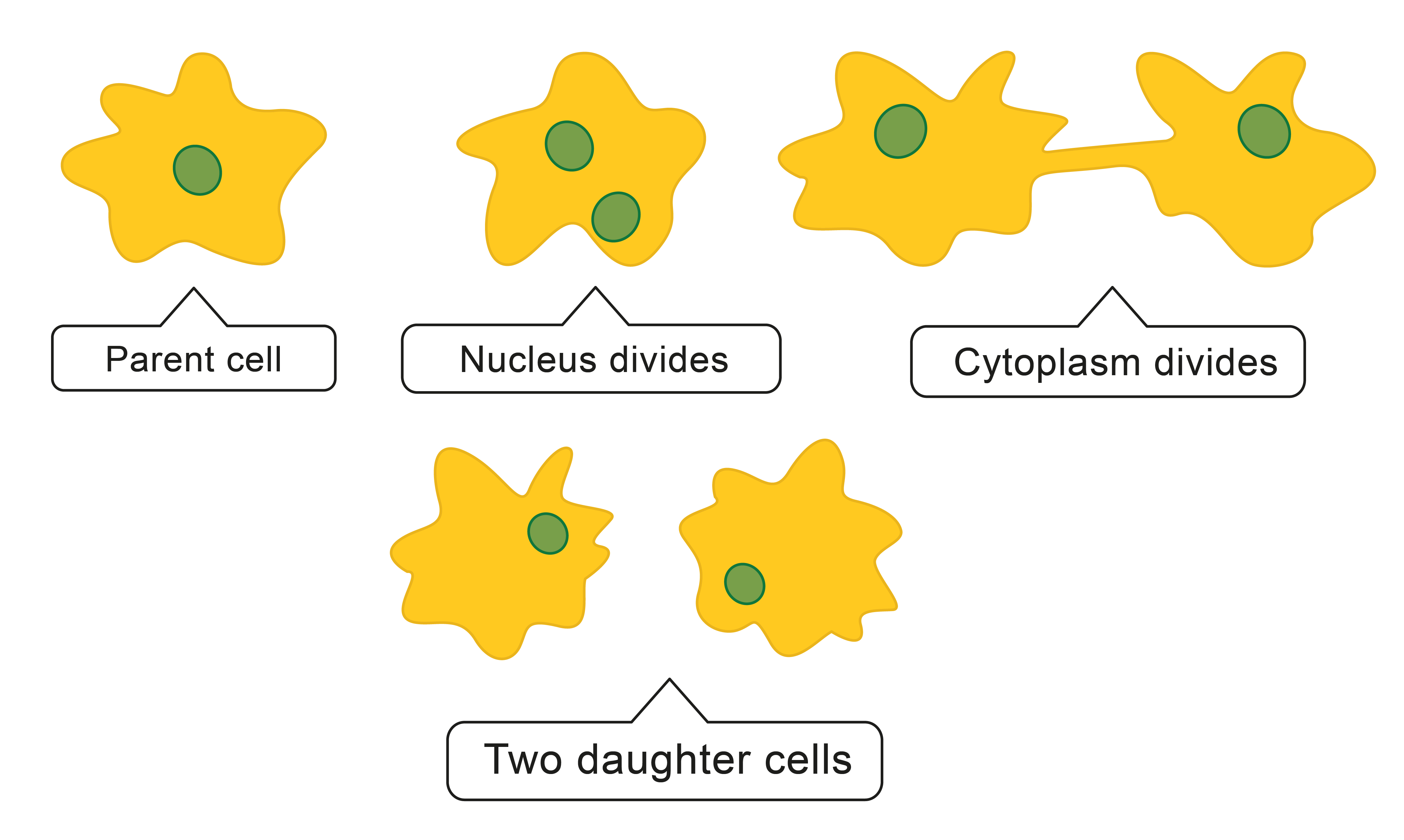 Variation and the Role of Reproduction - worksheet from EdPlace