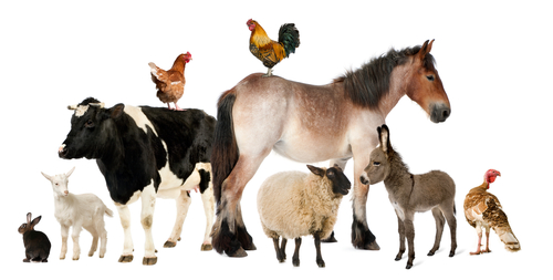 Animal match making