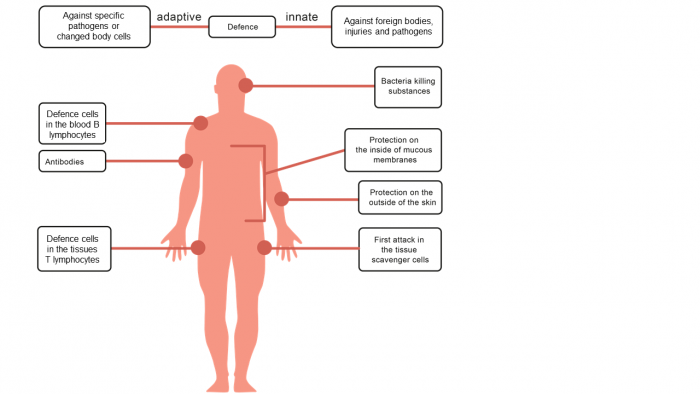 Understand Disease and the Immune System Worksheet - EdPlace