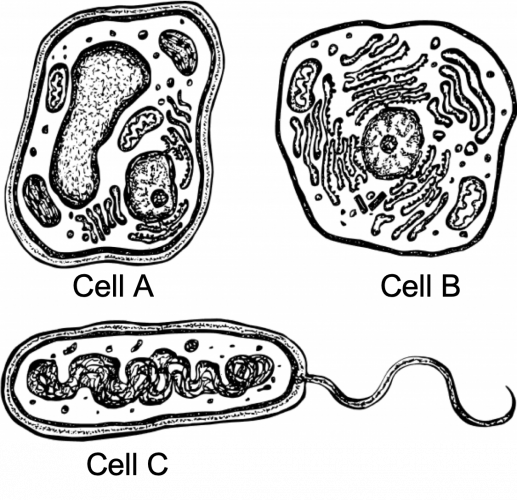 GCSE Biology Paper 1 Higher Practice Paper in the Style of AQA Trilogy ...