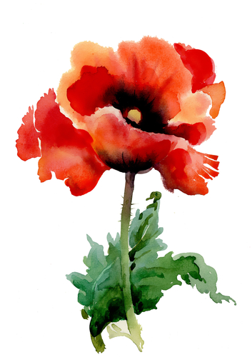 Identify and Explain the Key Themes in the poem 'Poppies' by Jane Weir ...