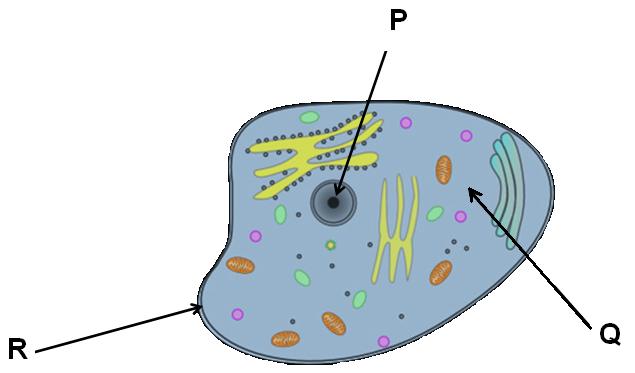 Animal cell