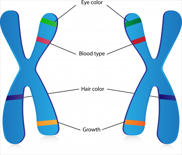 Chromosomes and genes