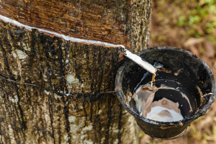 rubber being collected from a tree