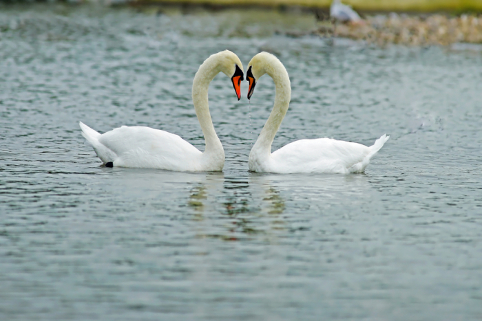 Compare the Language in 'Winter Swans' and Other Poems Worksheet - EdPlace