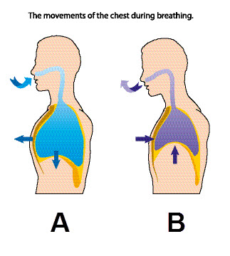 Breathing and the Respiratory System Worksheet - EdPlace