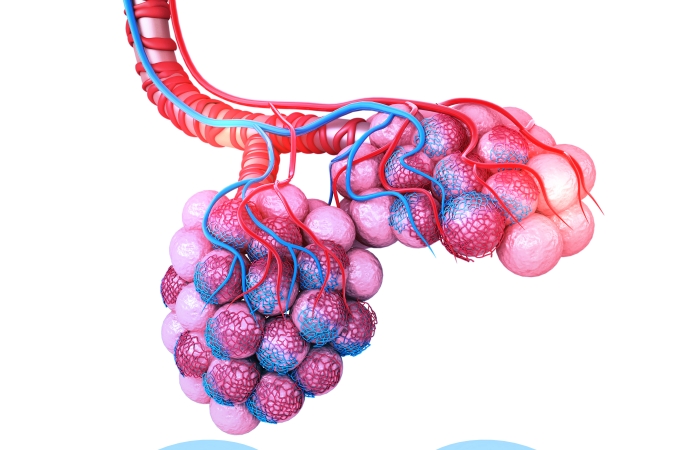 Image of alveoli