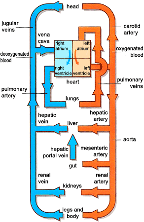 How does Blood Go Around our Bodies? Worksheet - EdPlace