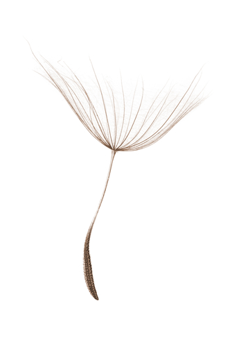 Image of dandelion seed