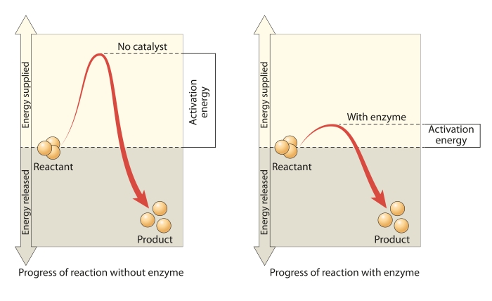 activation energy and catalysts