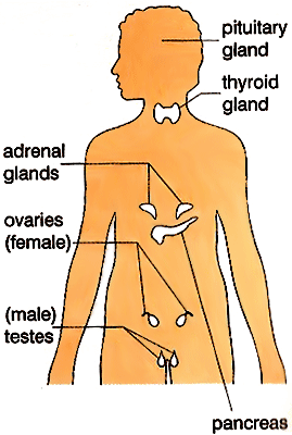 Explain Homeostasis Worksheet - EdPlace