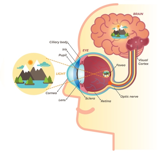 how we see labelled eye and head